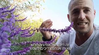מרווה צחורה הצמח שצריך לשתול בכל מקום