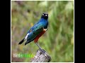 Superb starling call