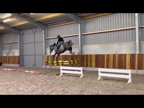 DHT 12-02-2026: Windsor van het Paardenhof, stallion, 2022 by Vintage