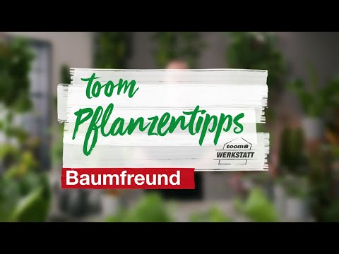 toom Pflanzentipps: Baumfreund | toom Baumarkt