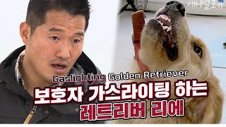 [CC] 강형욱 결국 물렸다! 보호자 가스라이팅해서 물어버리는 골든 레트리버 '리에' [개는 훌륭하다], KBS 201116 방송