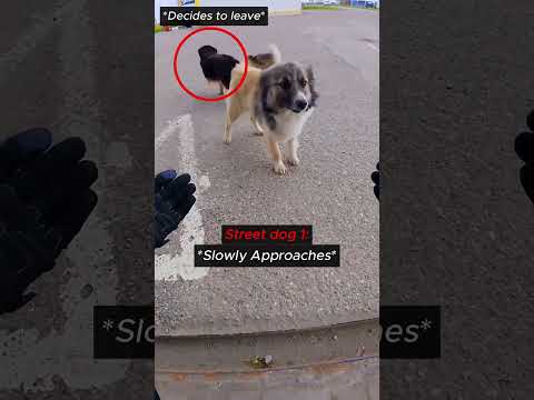 Biker PETS A Street Dog!! #shorts