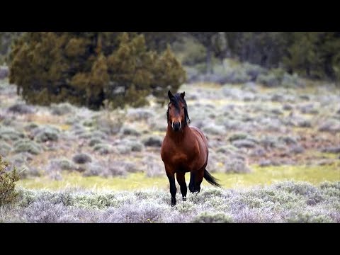 Wild Lands Wild Horses - Official Trailer 2
