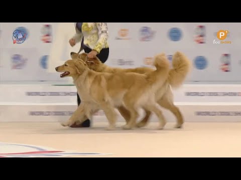 World dog show Brno 2021 - Nejlepší pár psů