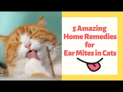 5 Amazing Home Remedies for Ear Mites in Cats