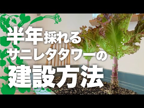 園芸 サラダの種を収穫する