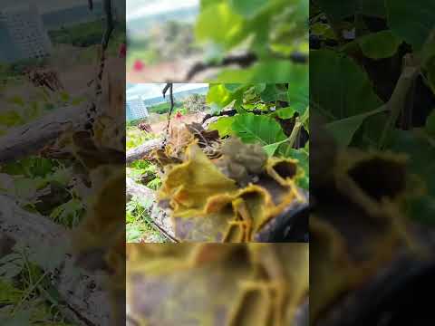 OPERAÇÃO CASCAVEL ❗❗ FUZILEIRO SNIPER 💥Caldas Novas - GO