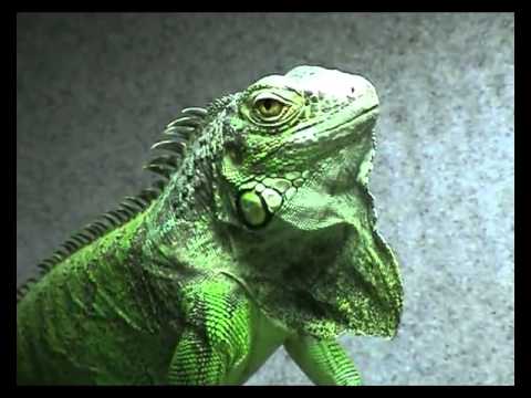 Reptile Zone Reptiles p1