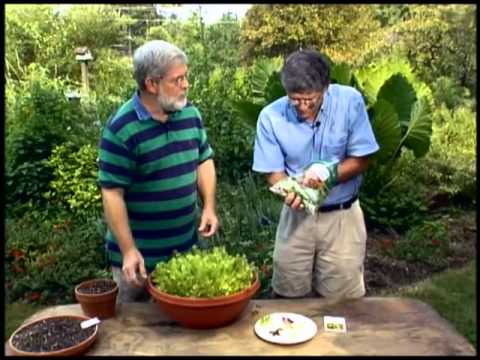 Mesclun Lettuce with Walter Reeves