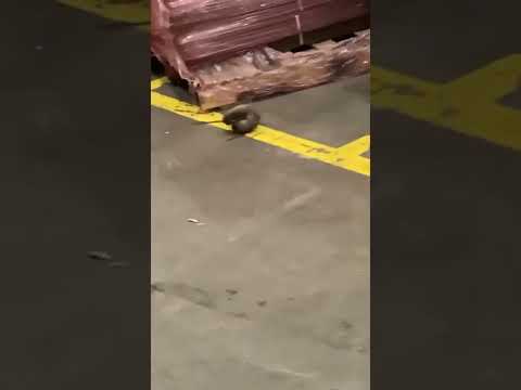 Rat fight video - Arkansas Attorney General sues...