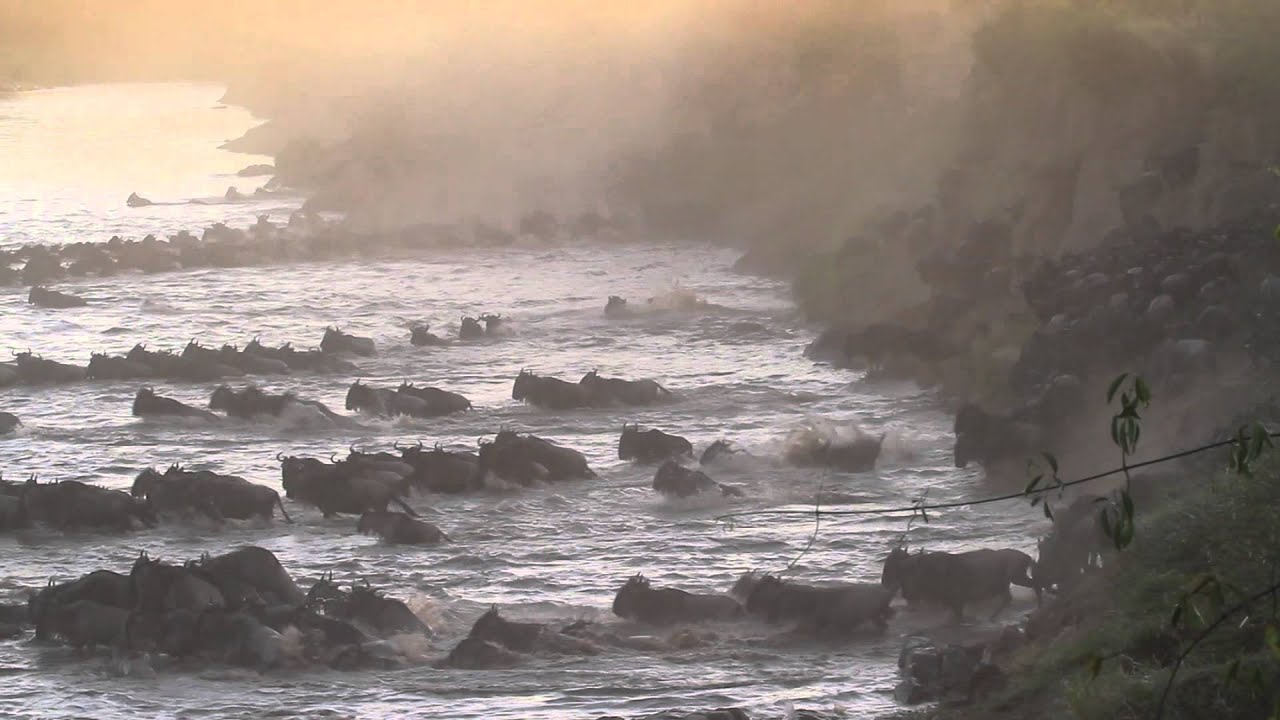 The Great Migration River Crossings