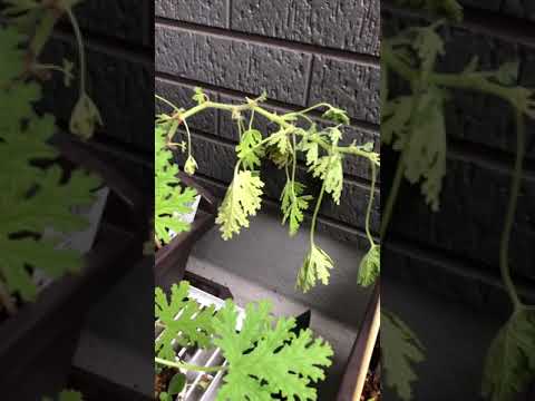 ゼラニウムをいつ地面に植えるのですか？どこに表示するのですか?それらを維持するにはどうすればよいでしょうか?  庭園