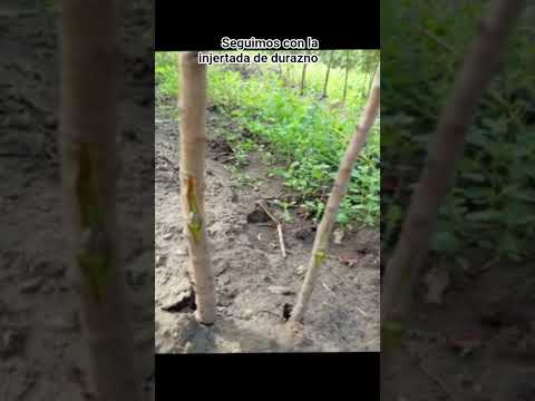 seguimos con la injertada de durazno  general Alvear Mendoza.