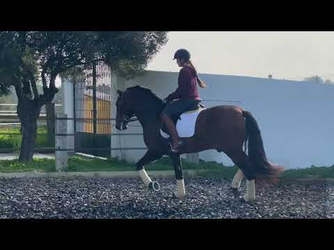 SOLD PRE Stallion • 2015 • 163 high • Level 2