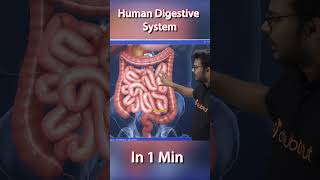 Human Digestive System Explanation in 1 Minute !!! #biology #humandigestivesystem #shorts #ytshorts