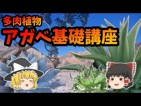 アレニコラ マリーナについて詳しく解説