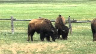 Buffalo Cross & Jump The Fence