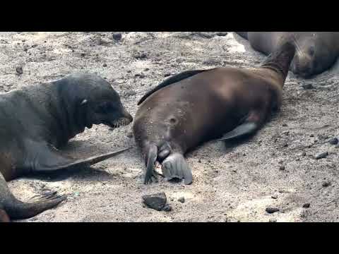 San Cristóbal Island Galápagos | Puerto Baquerizo Moreno Travel Guide
