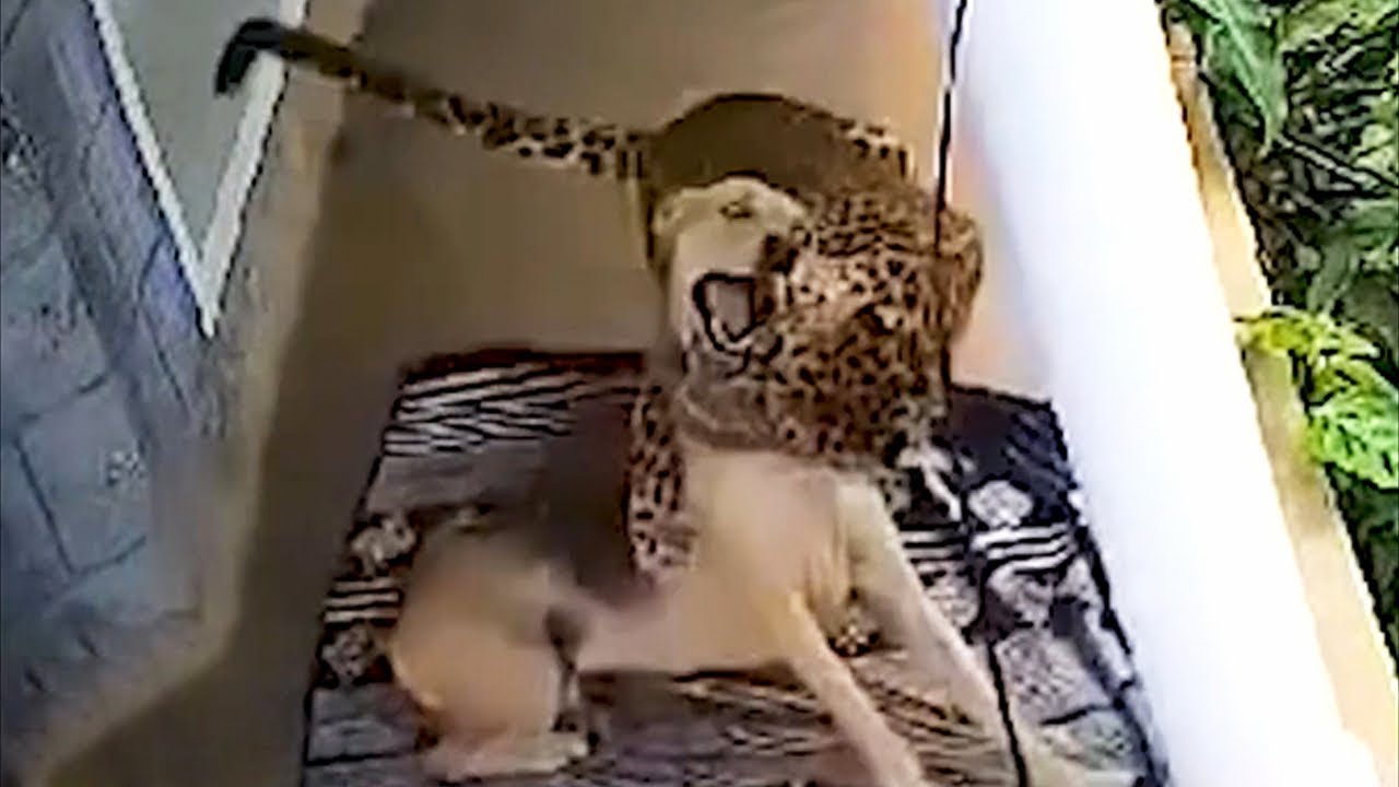 1 IN A MILLION Animal Moments Caught On Camera!