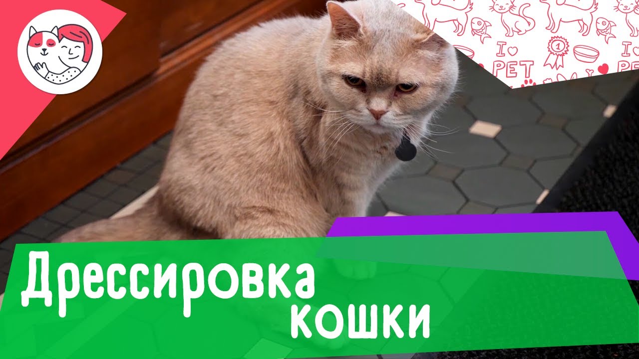 5 особенностей дрессировки кошек