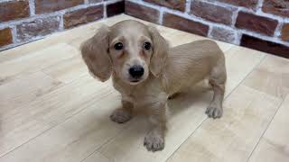 ミニチュアダックスの動画01