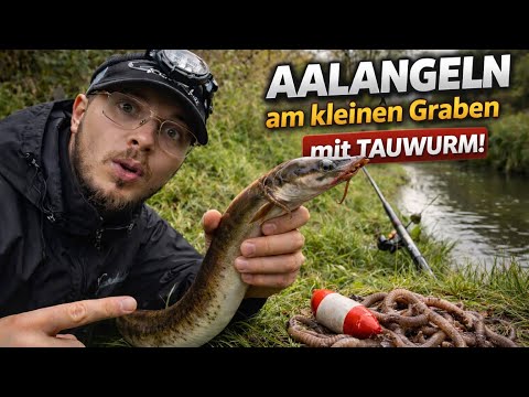 EEL FISHING on a small river | With lugworm & bottom rig