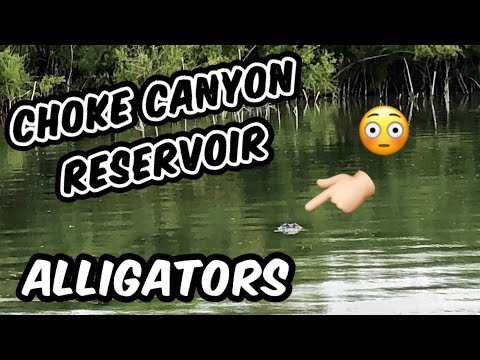 Gators in Choke Canyon Reservoir