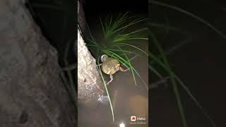 Download lagu suara kodok suara katak mp3