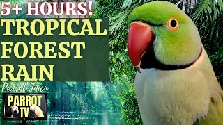 Tropical Forest Rain | 5+ HOURS of Calm Forest Bird and Rain Sounds | Parrot TV for Your Bird Room🌴