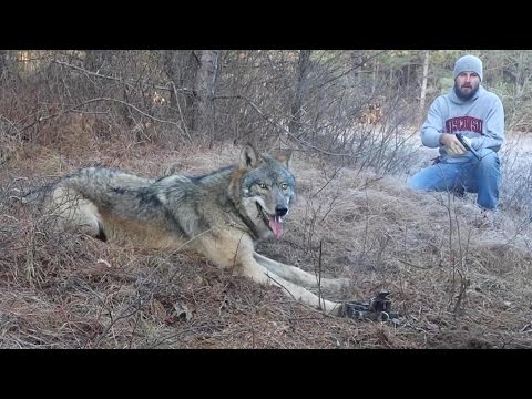 Timber Wolf Release by John Oens 2015 HD