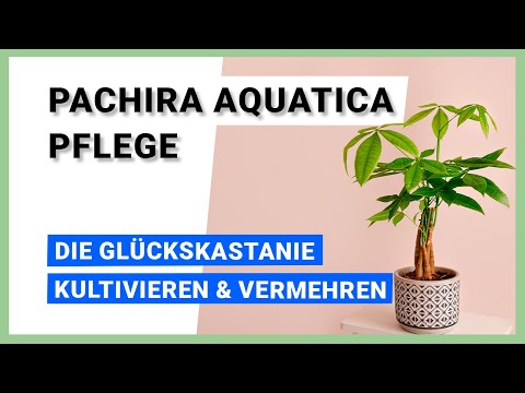 Pachira aquatica Pflege: Die Glückskastanie kultivieren und vermehren