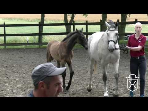 HEI229 Stutfohlen von Kannan - Legolas - Calato