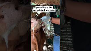 Download lagu INSTAN SAPI MAU MAKAN KEMBALI || BUKTIKAN SENDIRI mp3