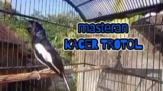 Download lagu kacer ngeplong cocok untuk masteran kacer trotol agar cepat gacor mp3