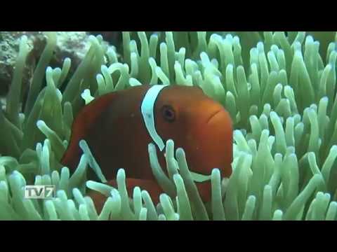 Tv7 con Voi del 6/6/2017 - Andiamo a scoprire un'altra Indonesia (1 di 3)