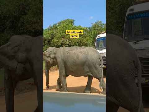 Wild elephants at yala national park srilanka safari with Ruwan #yalanationalpark #srilankanelephant