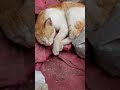 Sleeping Straycat