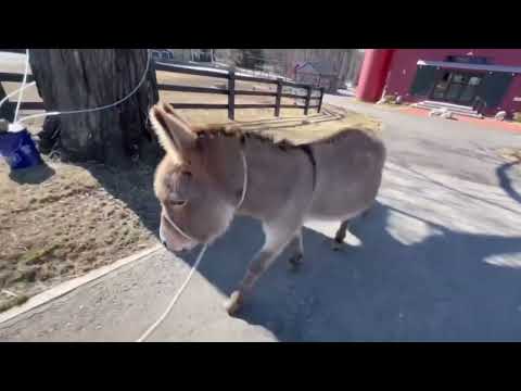 240215 Goldy's Farm: Charlie takes his residence across the road (FB 1938)