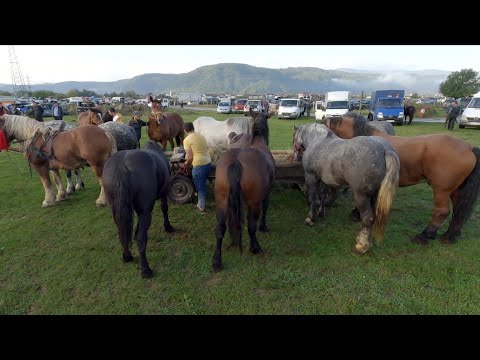 The horses of Mr. Alexandru Varga, known as Gură, from Sighetu-Marmatiei - Maramures