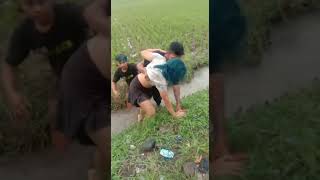 Download lagu parah banget cewek mabuk kecebur di sawah #video mp3