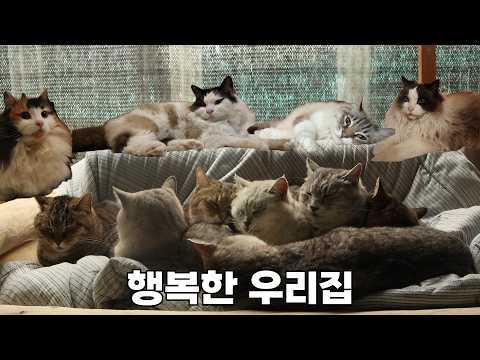 봄비 내리는 산골, 함께해서 더 따뜻하고 행복한 11냥이네