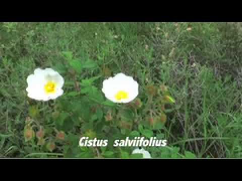 Cistus creticus,Cistus salviifolius,ゴジアオイ