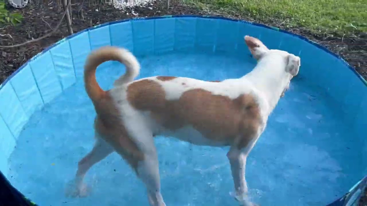 Enlarge Irwin-Pending, an adoptable mixed breed in Frederick, MD video 6/6