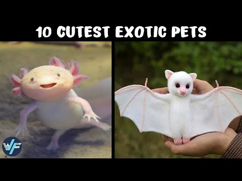10 Cute Exotic Animals You Can Have as Pets
