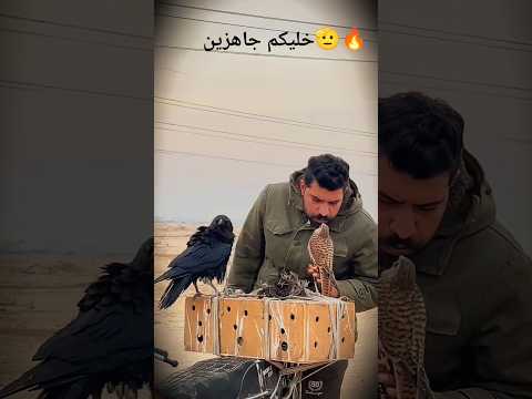 البحث عن الصقر🔥