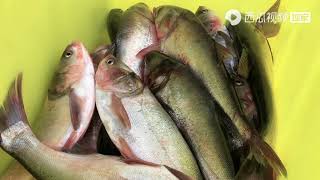 悦悦投资100多万养殖全人工黄鳝苗，公公全程管理，细节很重要！