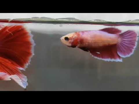 Lavender female fighter betta fish breeding size, packaging ...