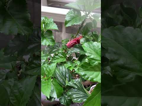 園芸 縞模様のハイビスカス