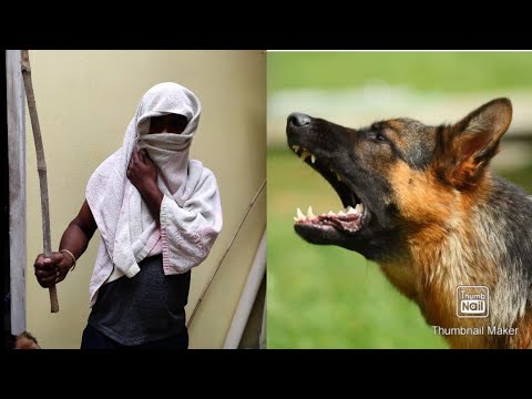 Ladoo protect your owner