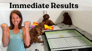 Potty Training 24 Puppies - Week 5